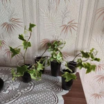 Фото №5 Плющ комнатный Хедера