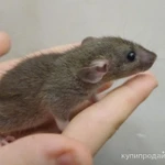 Фото №5 крысята декоратив