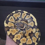 Фото №4 Королевский питон