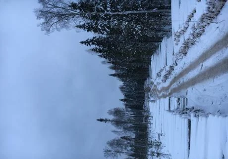 Фото Балансы осина, береза