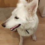 Фото №2 Щеночки Белой Швейцарской Овчарки