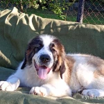 Фото №3 Щенки московской сторожевой