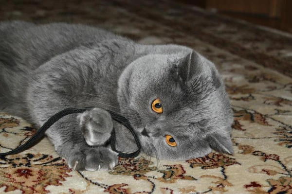 Фото Вязка с Шотландским скоттиш -страйтом 