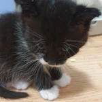 Фото №8 Котята в добрые руки