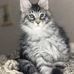 Фото №5 Нежные котята мейн- кун