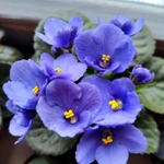 Фото №6 Фиалки