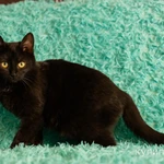 Фото №2 Красавица черная кошка Черника в добрые руки