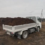 Фото №3 Перегной навоз КРС 
