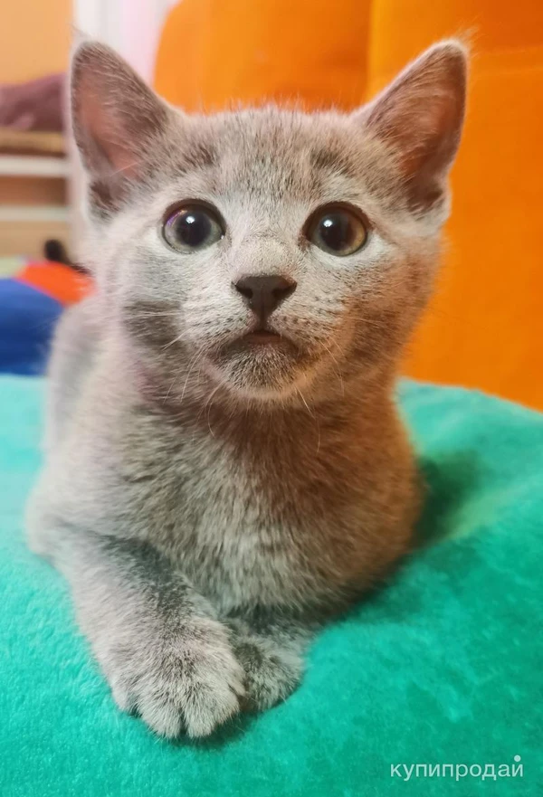 Фото Котята породы “Русская голубая"