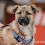 Фото №2 Щенок в добрые руки