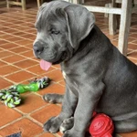 Фото №3 Щенки кане корсо от топ питомника