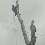 Фото №4 Спил и обрезка деревьев