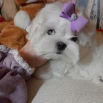 Фото №7 Белоснежное чудо Мальтезе. Мальтийская болонка