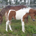 Фото №2 Продажа пони. Пони-ферма