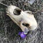 Фото №4 Череп медведя имитация