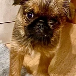 Фото №8 Продам щенка