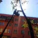 Фото №2 Валка деревьев,обрезка веток