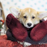 Фото №4 Щенки вельш корги пемброк