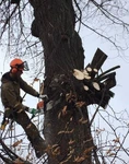 фото Спилим любое дерево Ярославль