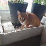 Фото №3 Отдам в добрые руки котят 2,5 месяца