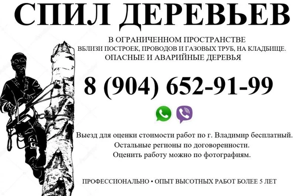 Фото спил деревьев