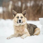 Фото №2 Алмаз