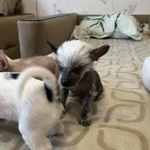 Фото №7 Продаю щенков китайской хохлатой