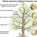 Обрезка деревьев, Аэрация газона, скарификация