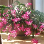 Фото №6 Декабристы