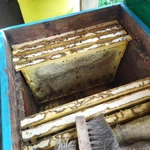 Фото №4 Мед