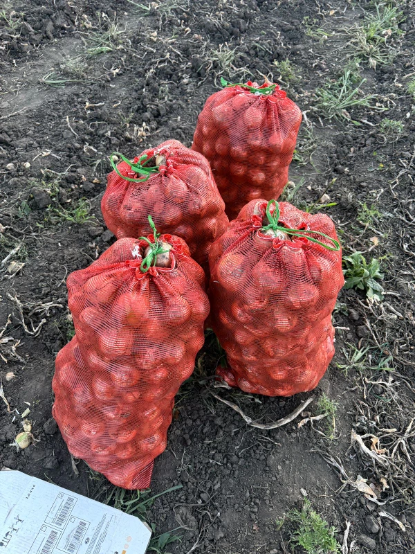 Фото Лук оптом