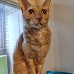 Фото №6 Муха, домашняя кошечка породы корниш-рекс ищет дом