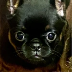 Фото №9 Продам щенка