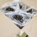 Фото №5 Чёрная лисичка сушёная