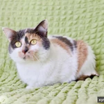 Фото №6 Шикарная кошечка - трехцветка Буся в добрые руки