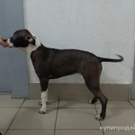 Фото №7 Щенки стаффордширского терьера