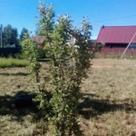 Фото №7 Продам земельный участок 24 сотки в Подмосковье