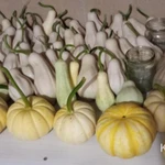 Фото №8 Тыква декоративная