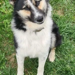 Фото №2 Красавец и умница Норд в дар