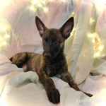 Фото №4 Щенки голландской овчарки