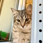 Фото №3 Котенок Шурочка ласковая девочка в добрые руки