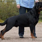 Фото №3 Щенки ротвейлера