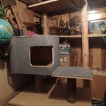 Фото №7 Когтеточка большая