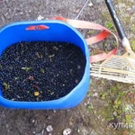 Фото №2 Грабли накопительные