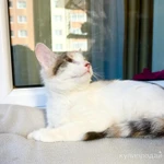 Фото №7 Котенок Веснушка - воплощение позитива и радости в дар