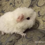 Фото №3 МОРСКИЕ СВИНКИ-разные породы