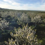 Фото №8 Готовый бизнес, черешневый сад 11,4 Га