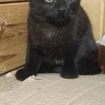 Фото №2 Кошечка в любищее в руки