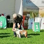 Фото №8 Щенки английского бульдога