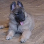 Фото №3 Щенки Бельгийской овчрки Тервюрен